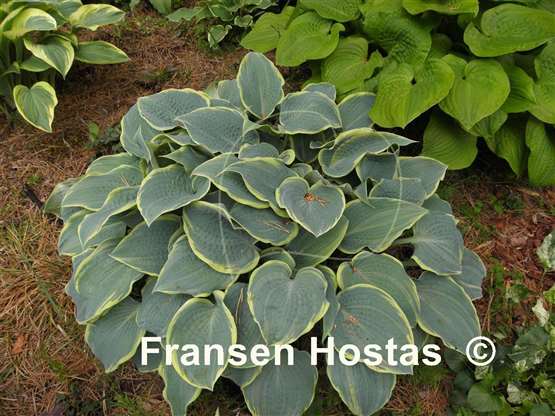 Hosta Frosted Dimples - Fransen Hostas